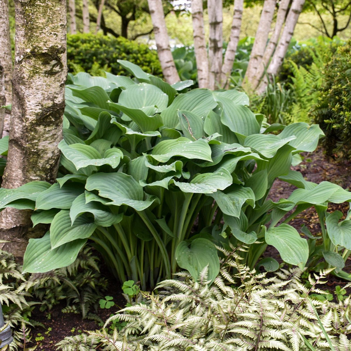 Plantain Lily 'Krossa Regal' (Hosta)