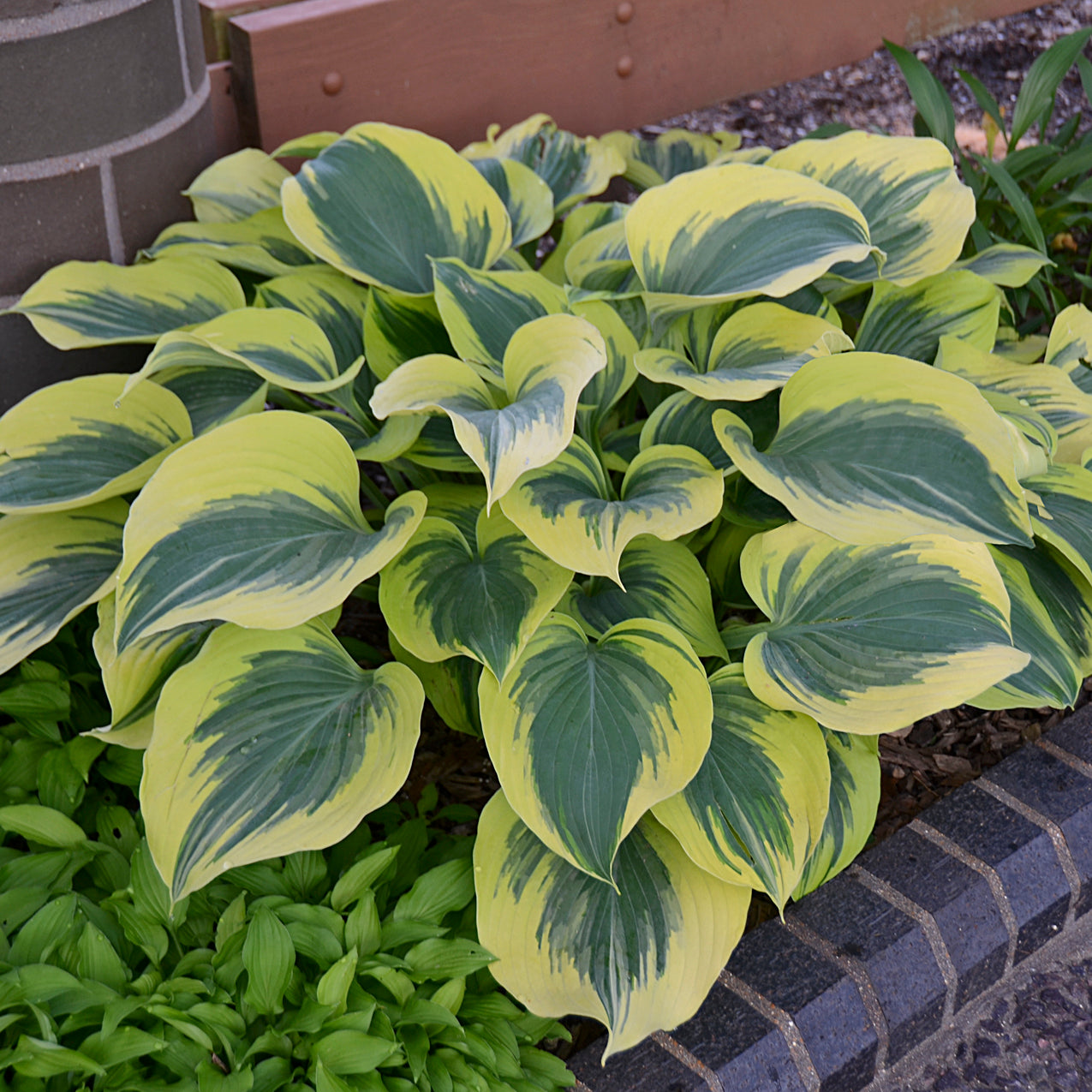 Plantain Lily 'Liberty' (Hosta)