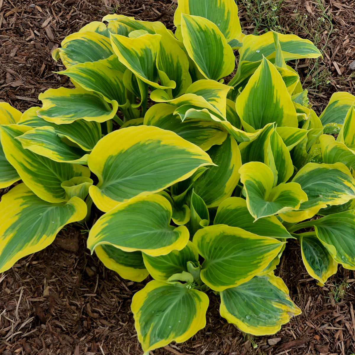 Plantain Lily 'Liberty' (Hosta)