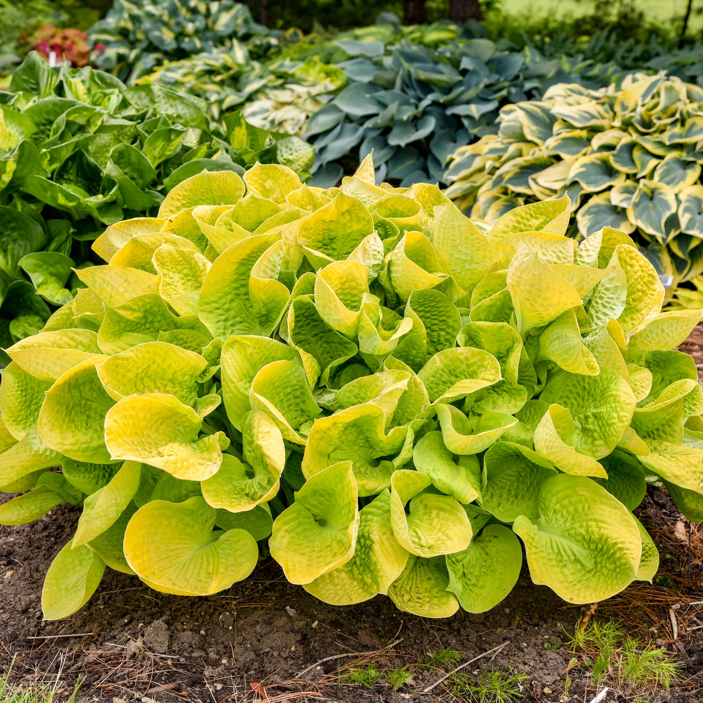 Plantain Lily 'Maui Buttercups' (Hosta)