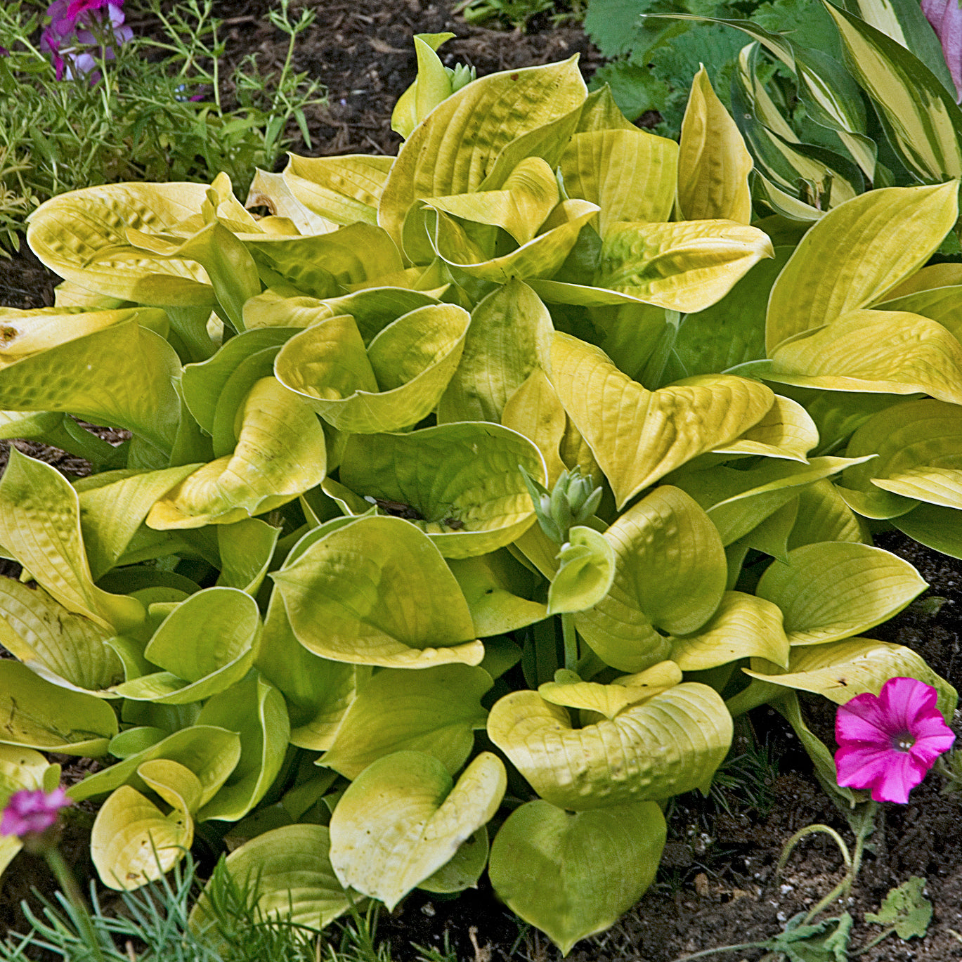 Plantain Lily 'Maui Buttercups' (Hosta)