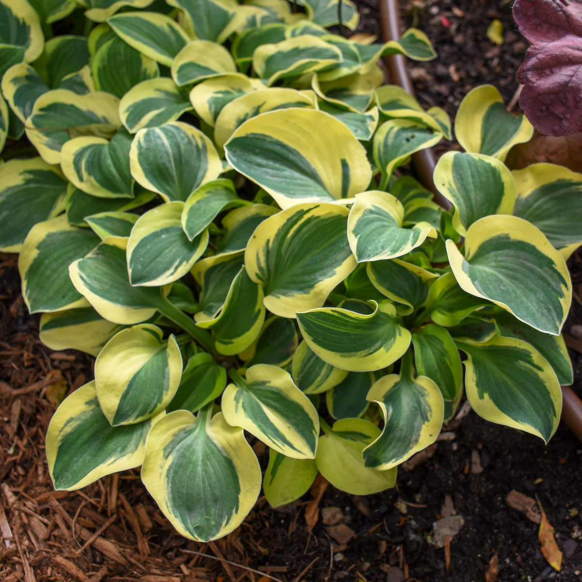 Plantain Lily 'Mighty Mouse' (Hosta)