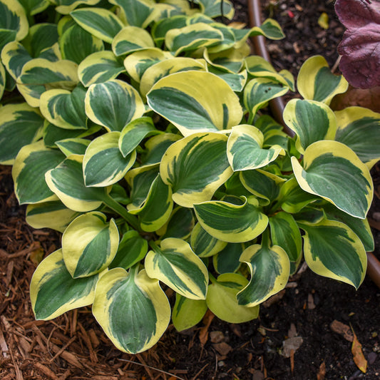 Plantain Lily 'Mighty Mouse' (Hosta)
