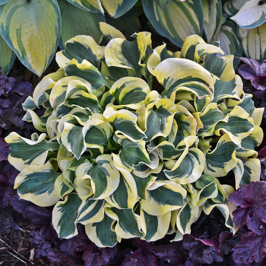 Plantain Lily 'Mini Skirt' (Hosta)