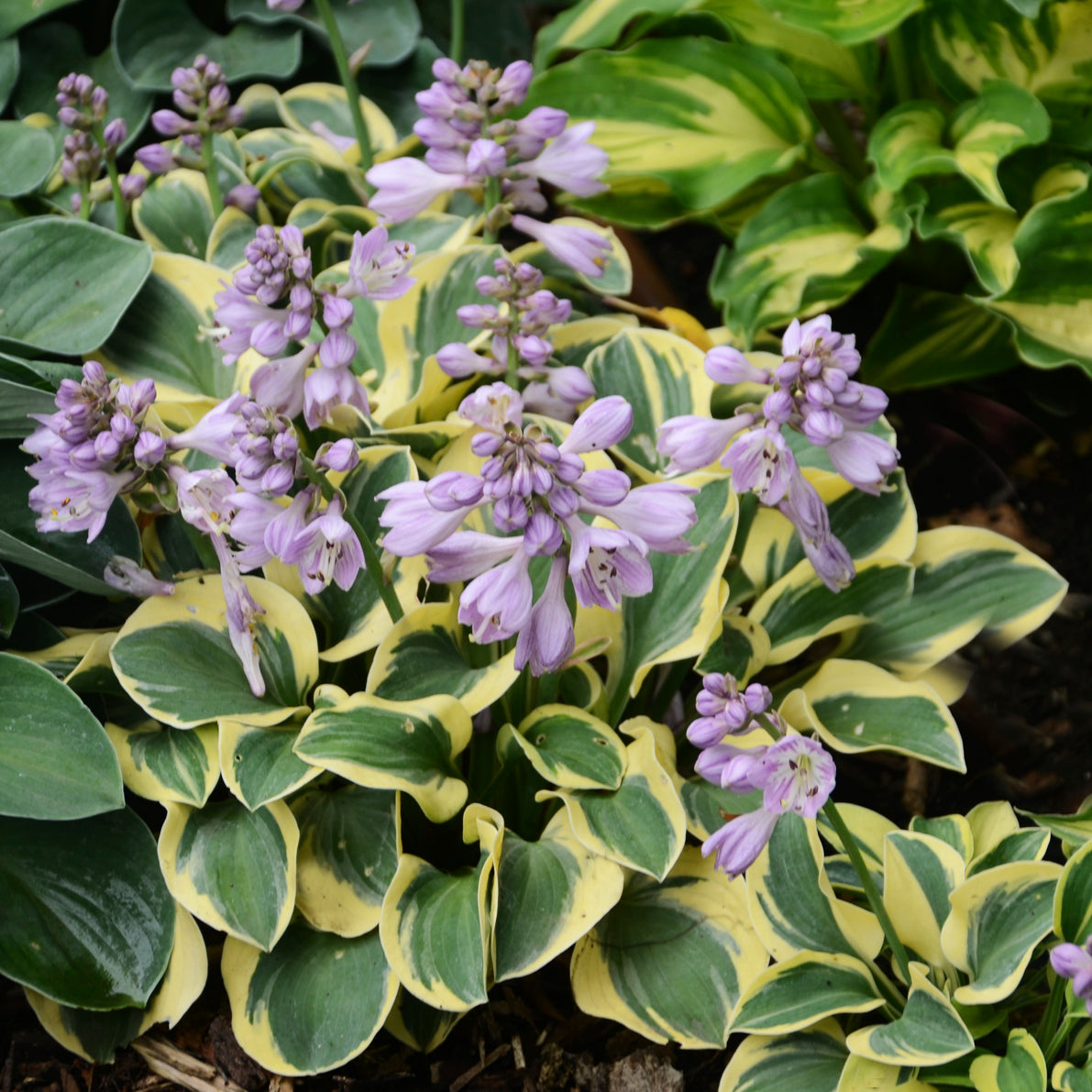 Plantain Lily 'Mini Skirt' (Hosta)