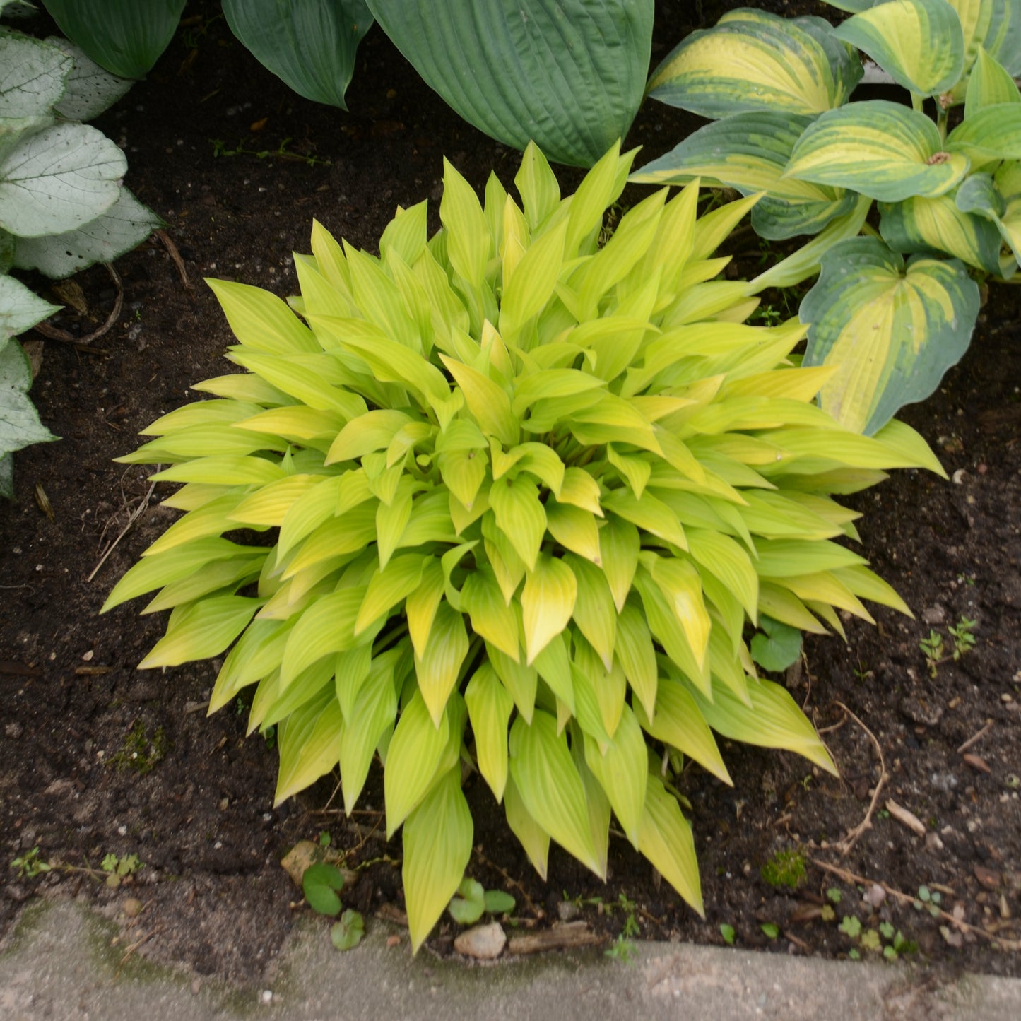 Plantain Lily 'Munchkin Fire' (Hosta)