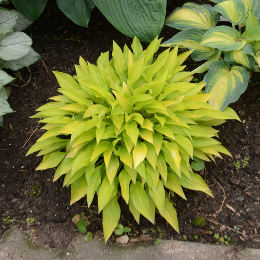Plantain Lily 'Munchkin Fire' (Hosta)