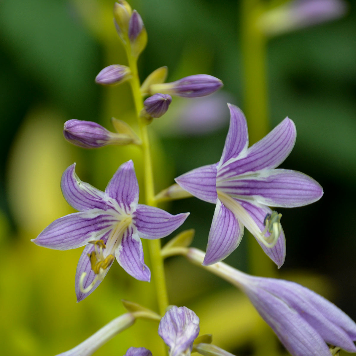 Plantain Lily 'Munchkin Fire' (Hosta)
