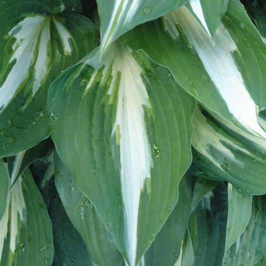 Plantain Lily 'Night Before Xmas' (Hosta)