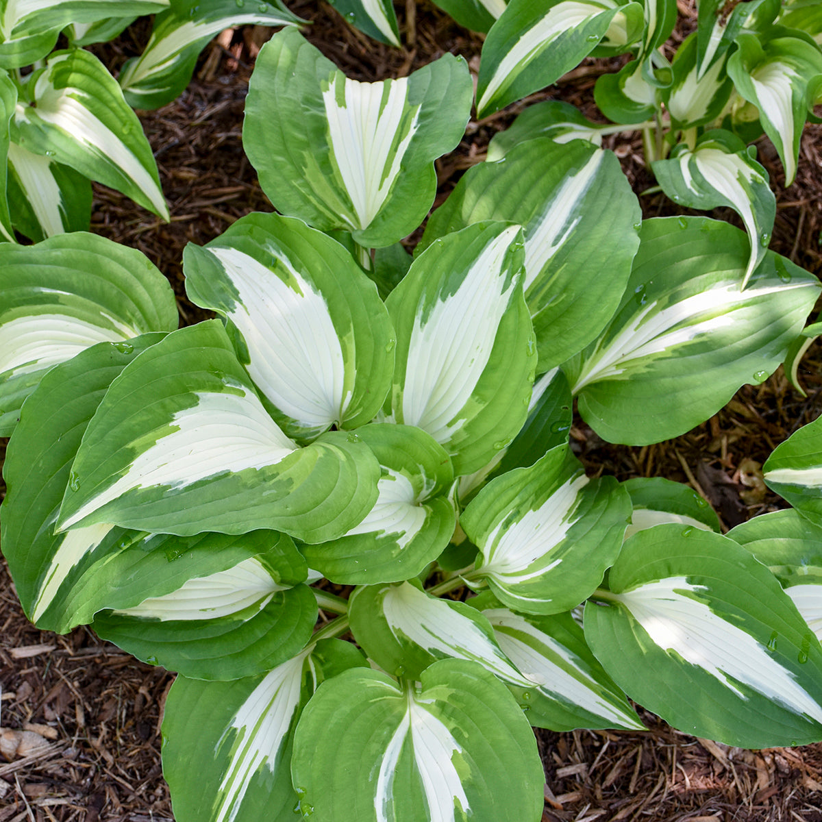 Plantain Lily 'Night Before Xmas' (Hosta)