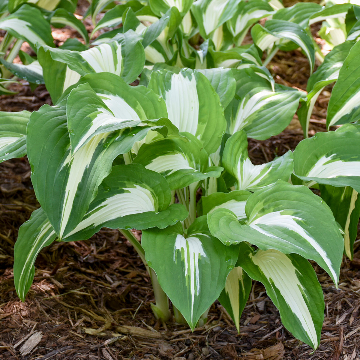 Plantain Lily 'Night Before Xmas' (Hosta)