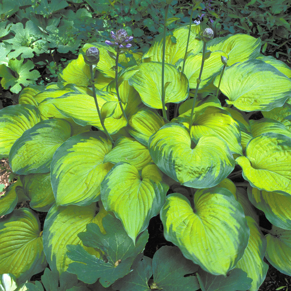 Plantain Lily 'Old Glory' (Hosta)