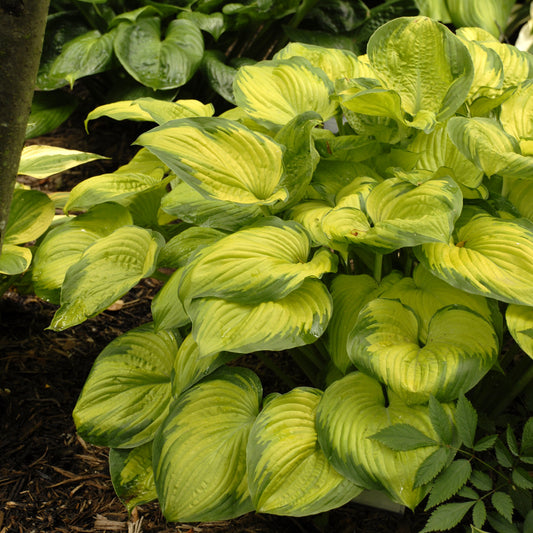 Plantain Lily 'Old Glory' (Hosta)