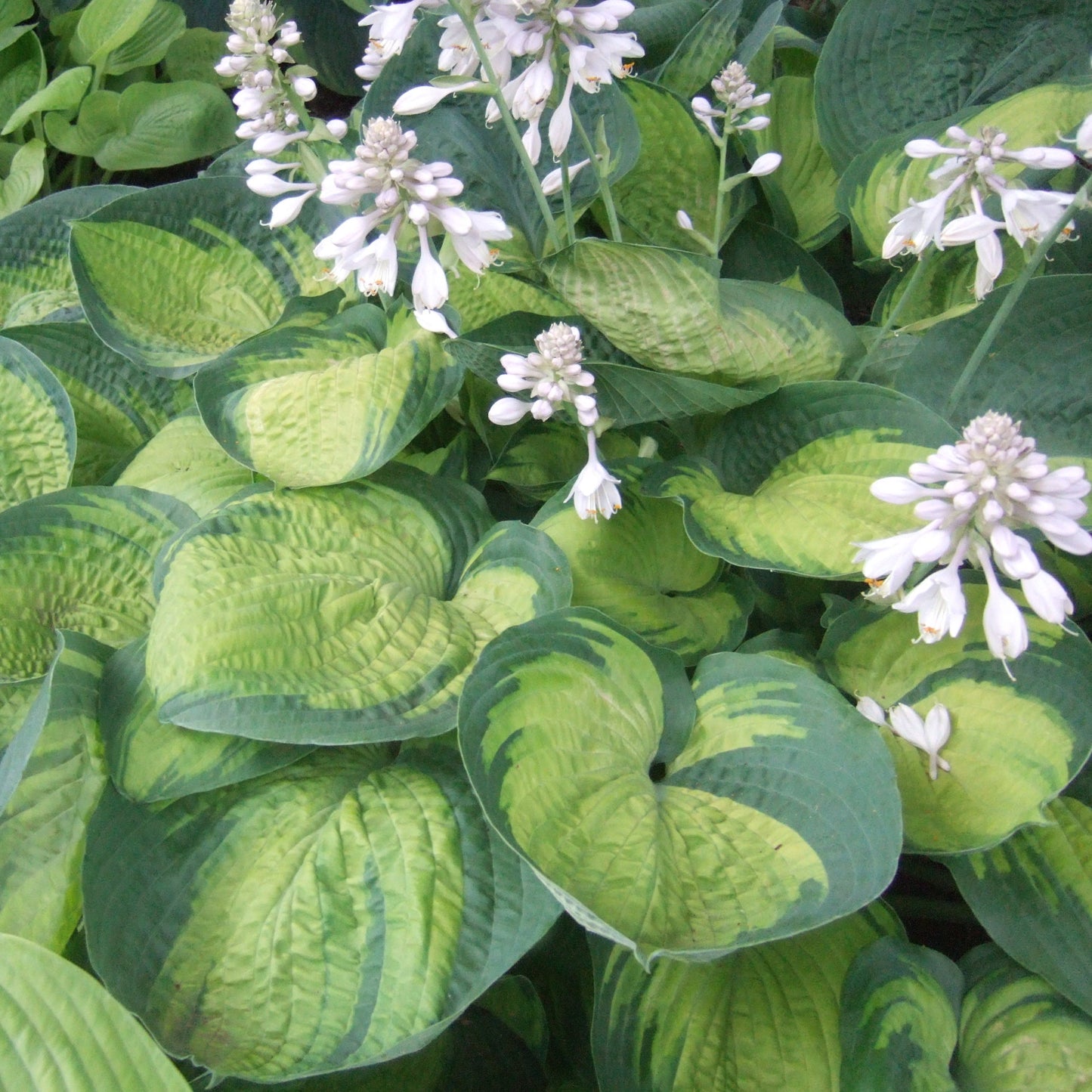 Plantain Lily 'Paradigm' (Hosta)