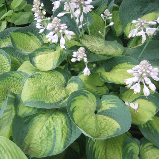 Plantain Lily 'Paradigm' (Hosta)