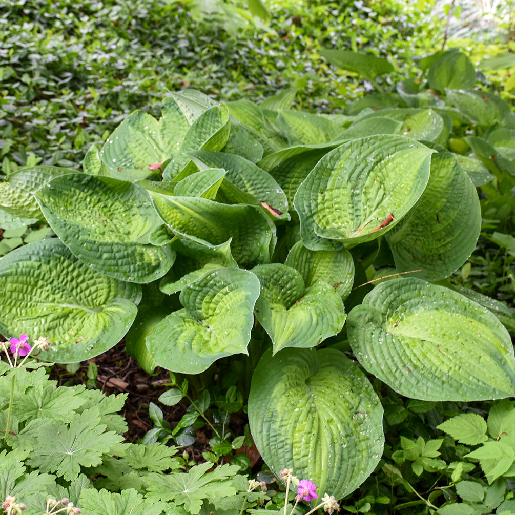 Plantain Lily 'Paradigm' (Hosta)