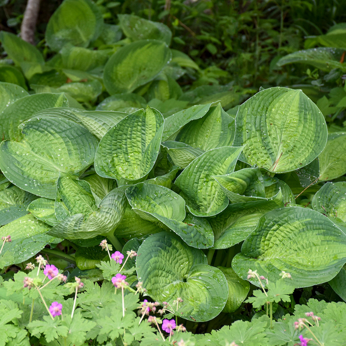 Plantain Lily 'Paradigm' (Hosta)