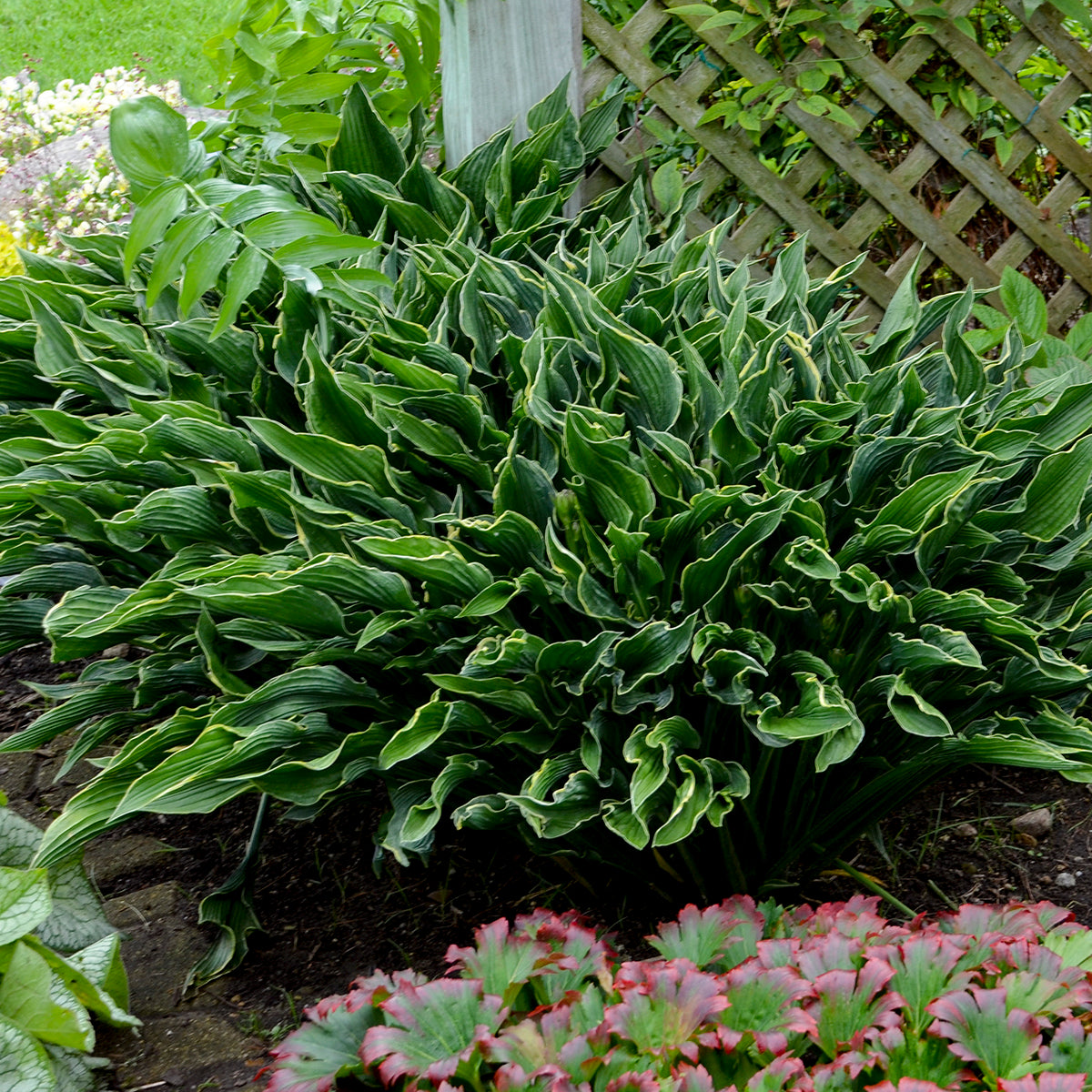 Plantain Lily 'Praying Hands' (Hosta)