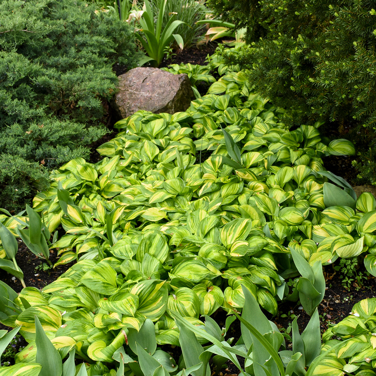 Plantain Lily 'Rainbows End' (Hosta)