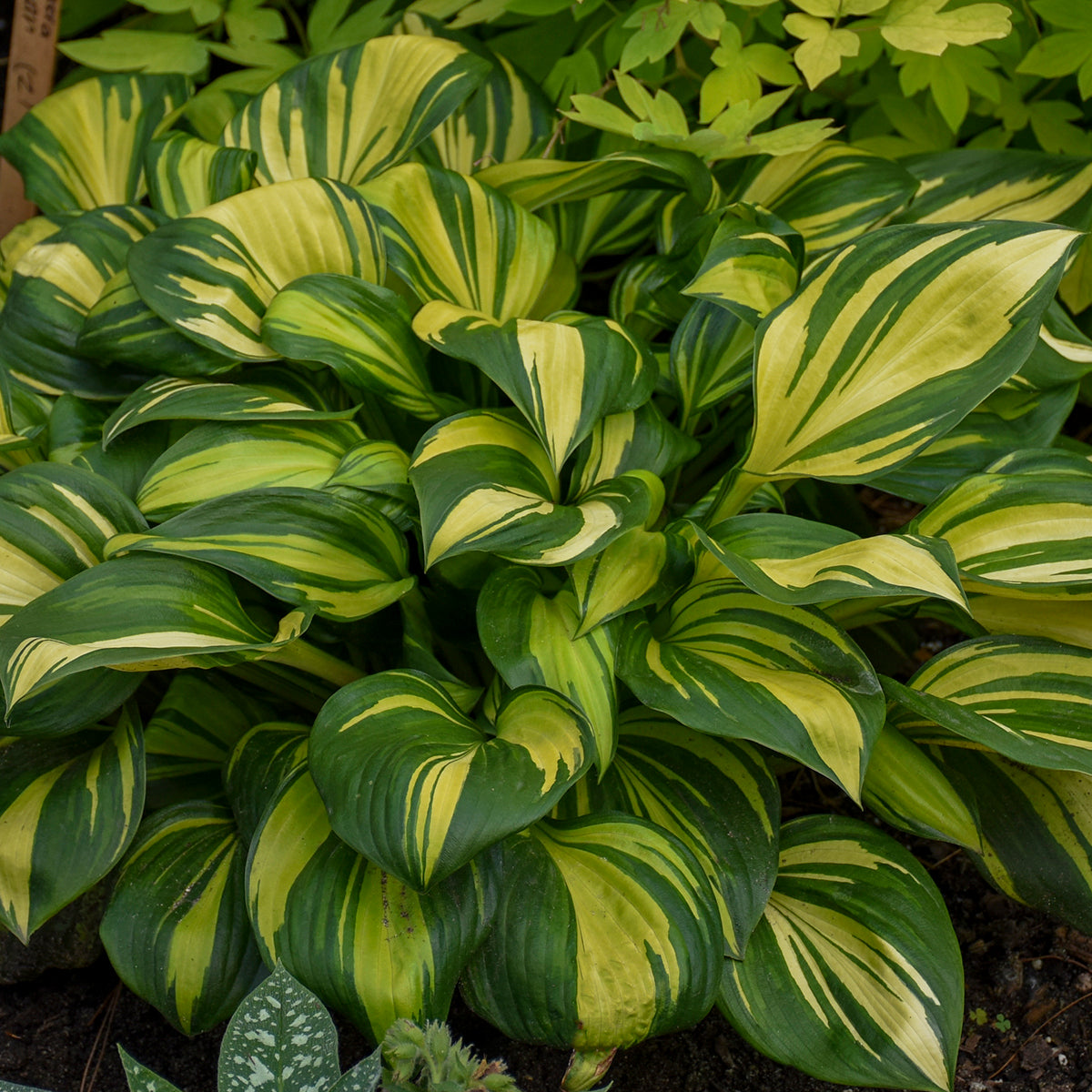 Plantain Lily 'Rainbows End' (Hosta)
