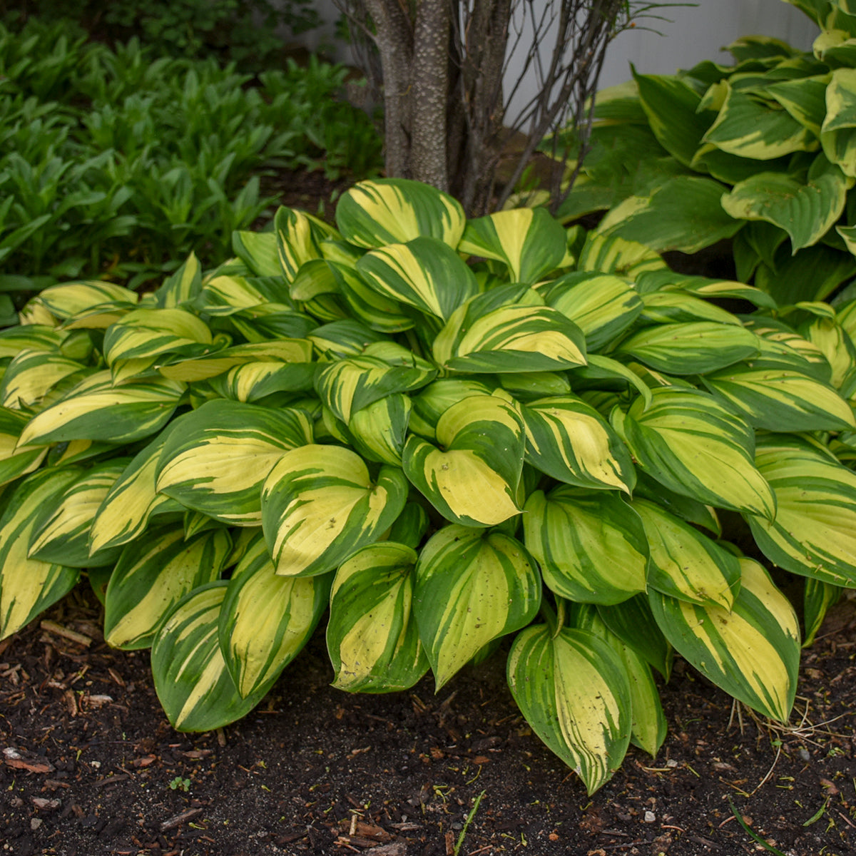 Plantain Lily 'Rainbows End' (Hosta)