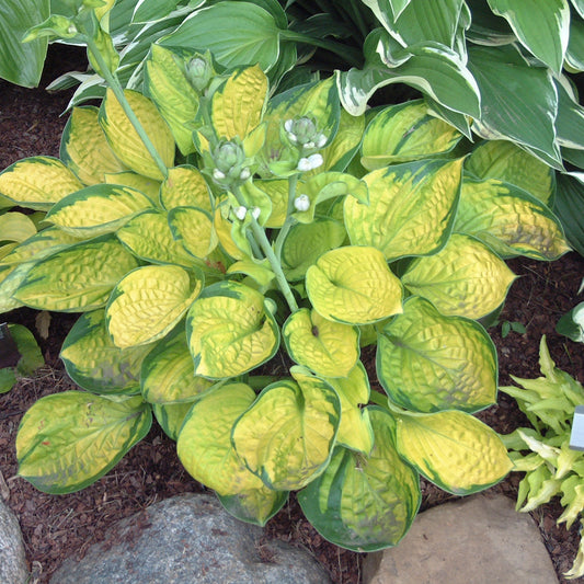 Plantain Lily 'Rainforest Sunrise' (Hosta)