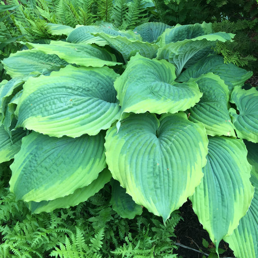 Plantain Lily 'Spartacus' (Hosta)