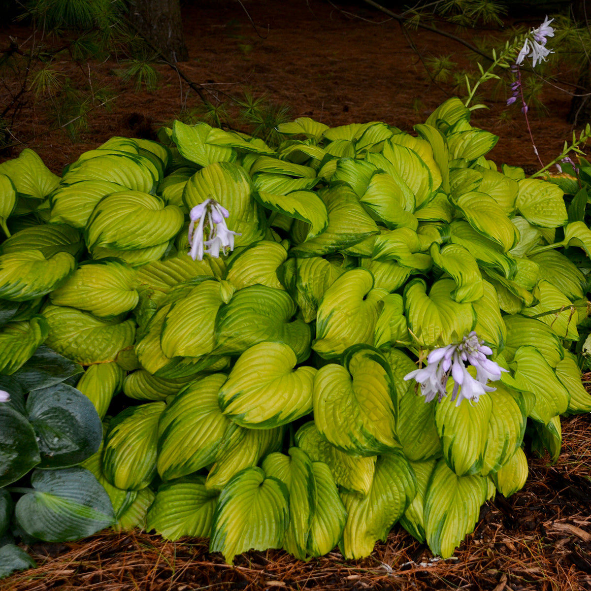 Plantain Lily 'Stained Glass' (Hosta)