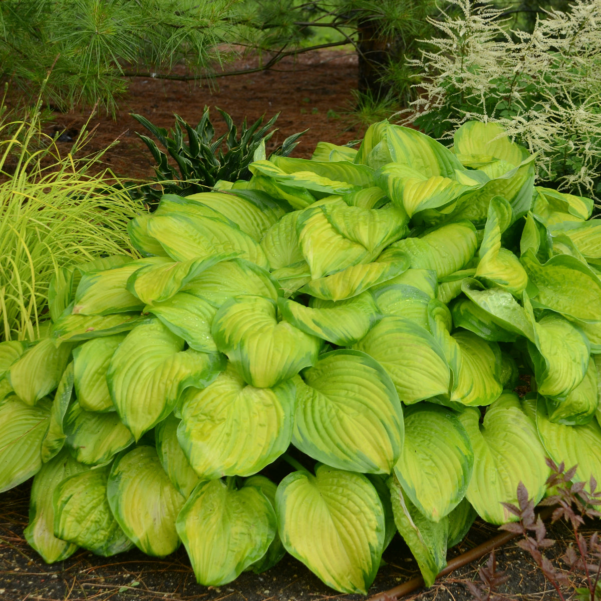 Plantain Lily 'Stained Glass' (Hosta)