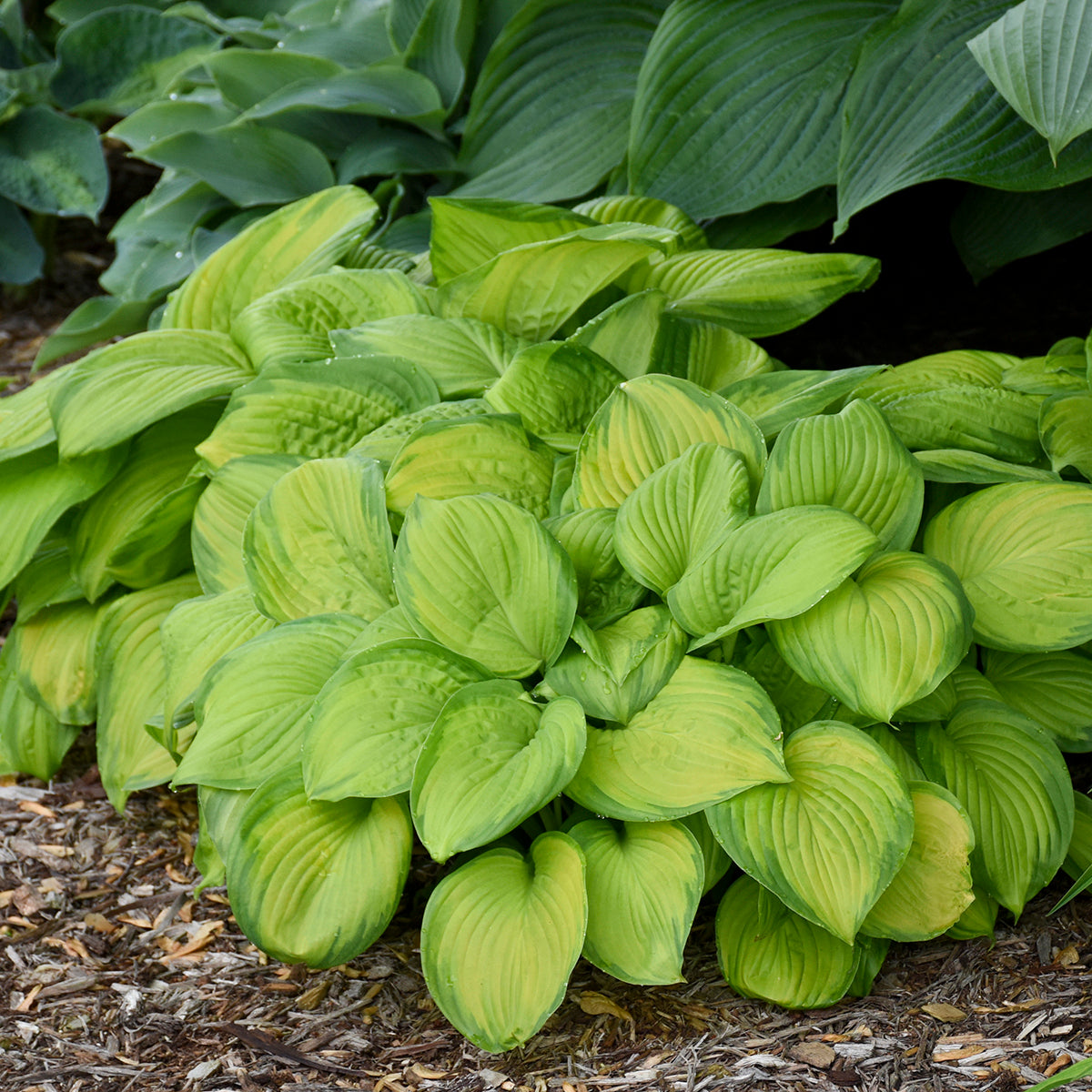 Plantain Lily 'Stained Glass' (Hosta)