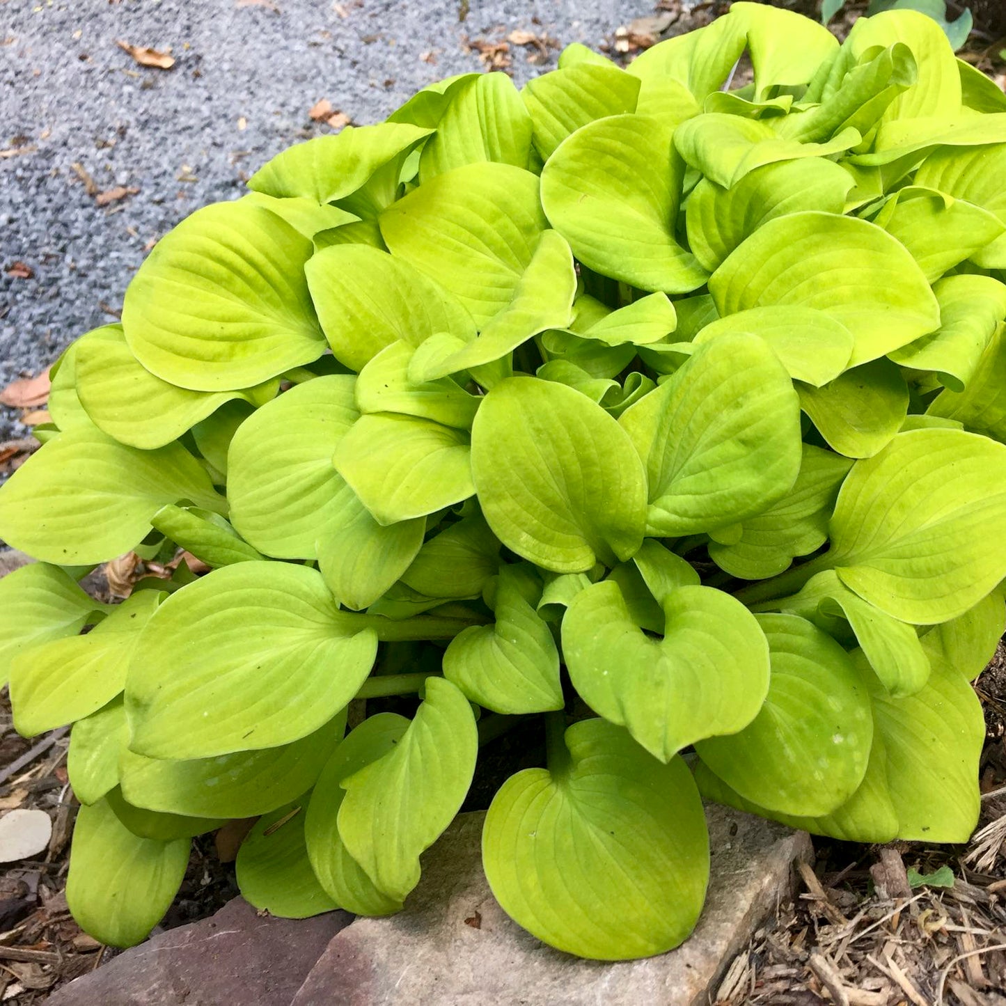 Plantain Lily 'Sun Mouse' (Hosta)