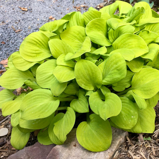 Plantain Lily 'Sun Mouse' (Hosta)