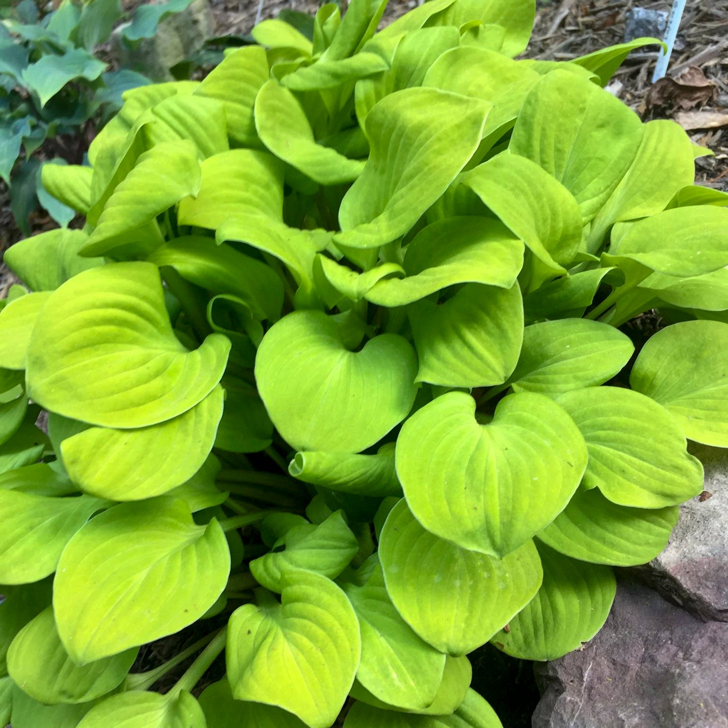 Plantain Lily 'Sun Mouse' (Hosta)