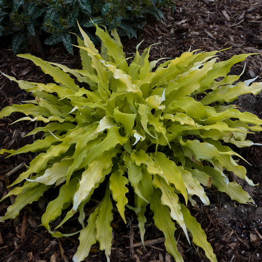 Plantain Lily 'Wiggles & Squiggles' (Hosta)
