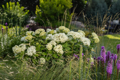 Hydrangea, Smooth 'Flowerfull' (Hydrangea)