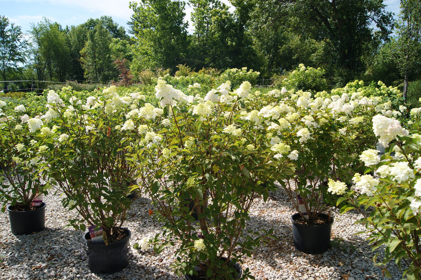 Hydrangea paniculata 'Berry White'