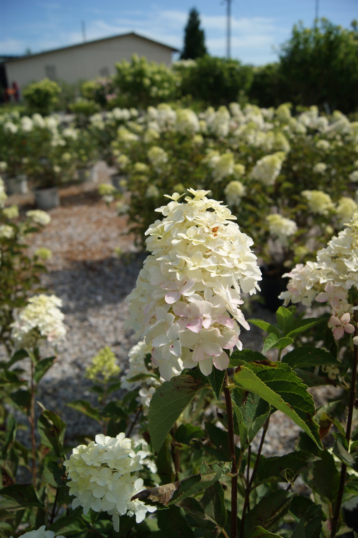 Hydrangea paniculata 'Berry White'