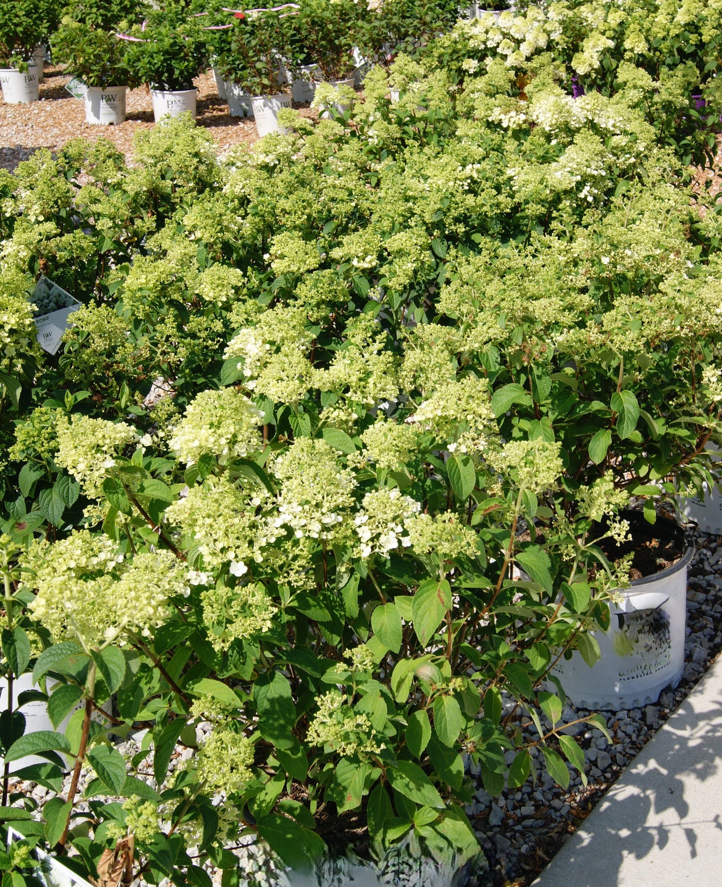 Hydrangea paniculata 'Bobo'