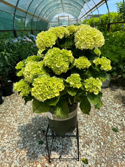 Hydrangea macrophylla 'Cape Lookout'