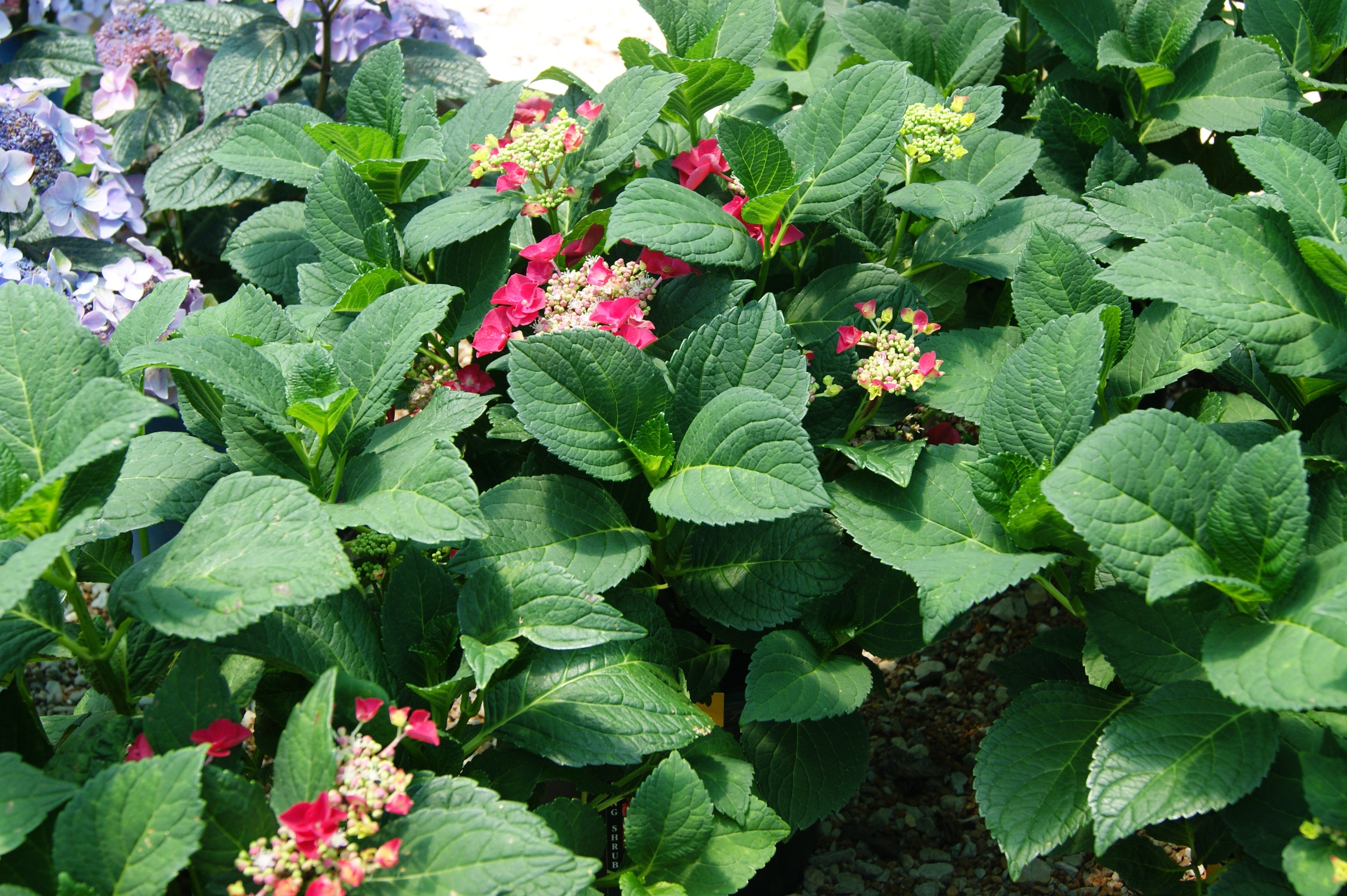 Hydrangea, Big-leaf Mophead 'Cherry Explosion' (Hydrangea