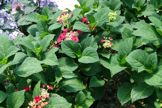 Hydrangea macrophylla 'Cherry Explosion'