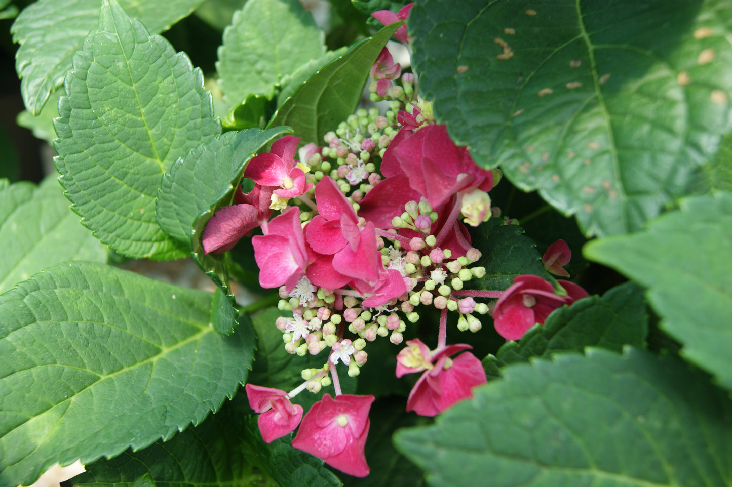 Hydrangea macrophylla 'Cherry Explosion'