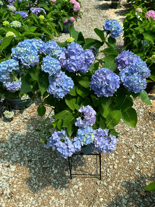 Hydrangea macrophylla 'Endless Summer'