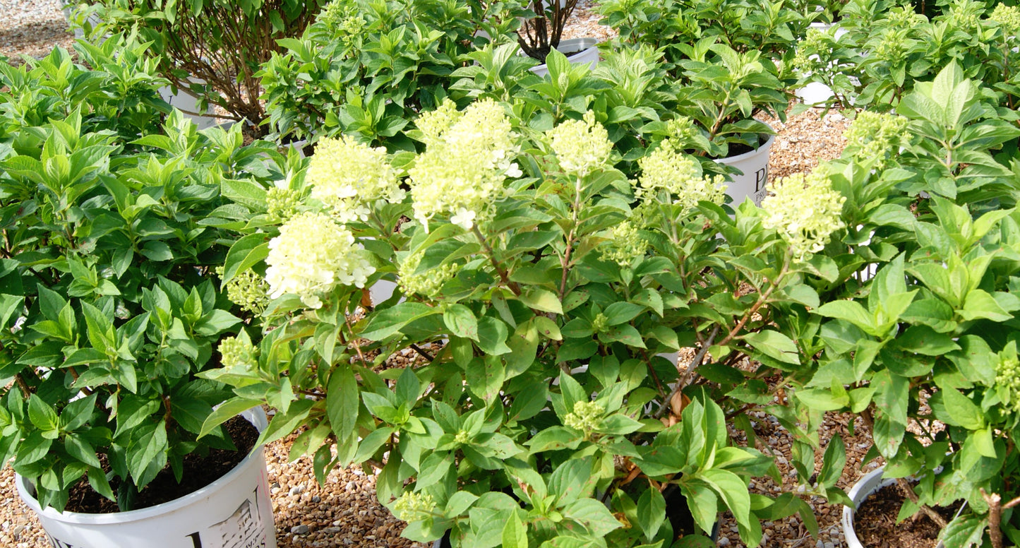 Hydrangea paniculata 'Fire Light Tidbit'