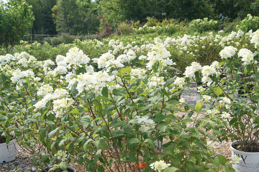 Hydrangea paniculata 'Fire Light'