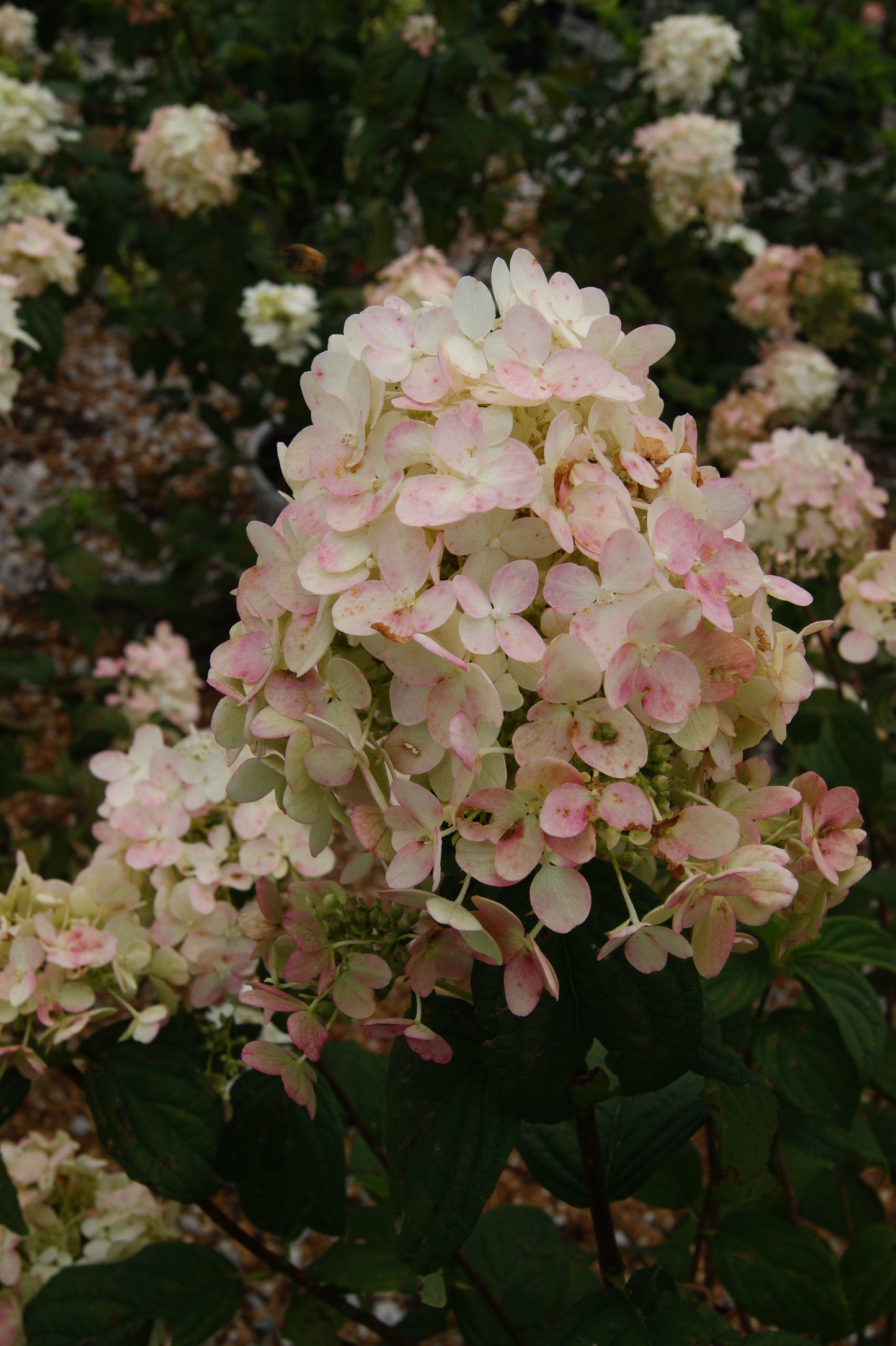 Hydrangea paniculata 'Fire Light'