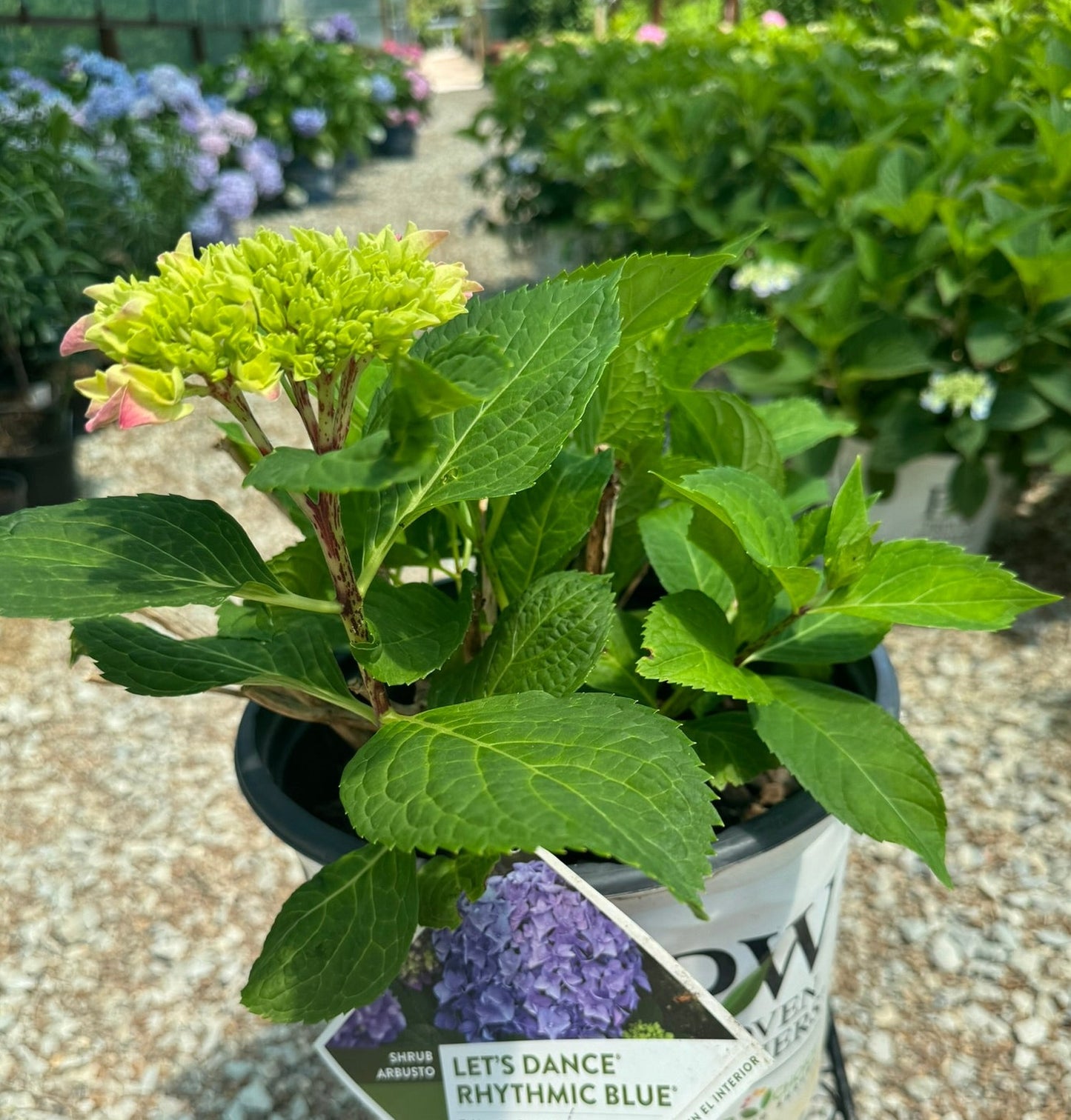 Hydrangea macrophylla 'Lets Dance Rhythmic Blue'