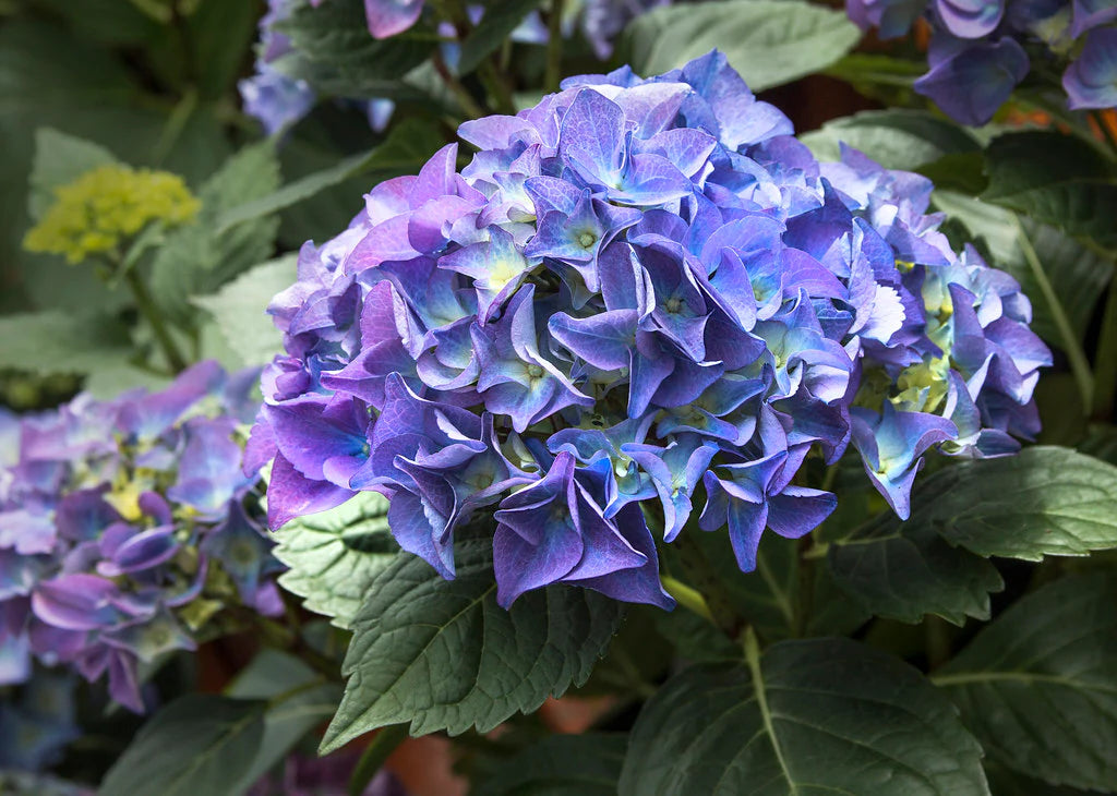 Hydrangea macrophylla 'Lets Dance Rhythmic Blue'