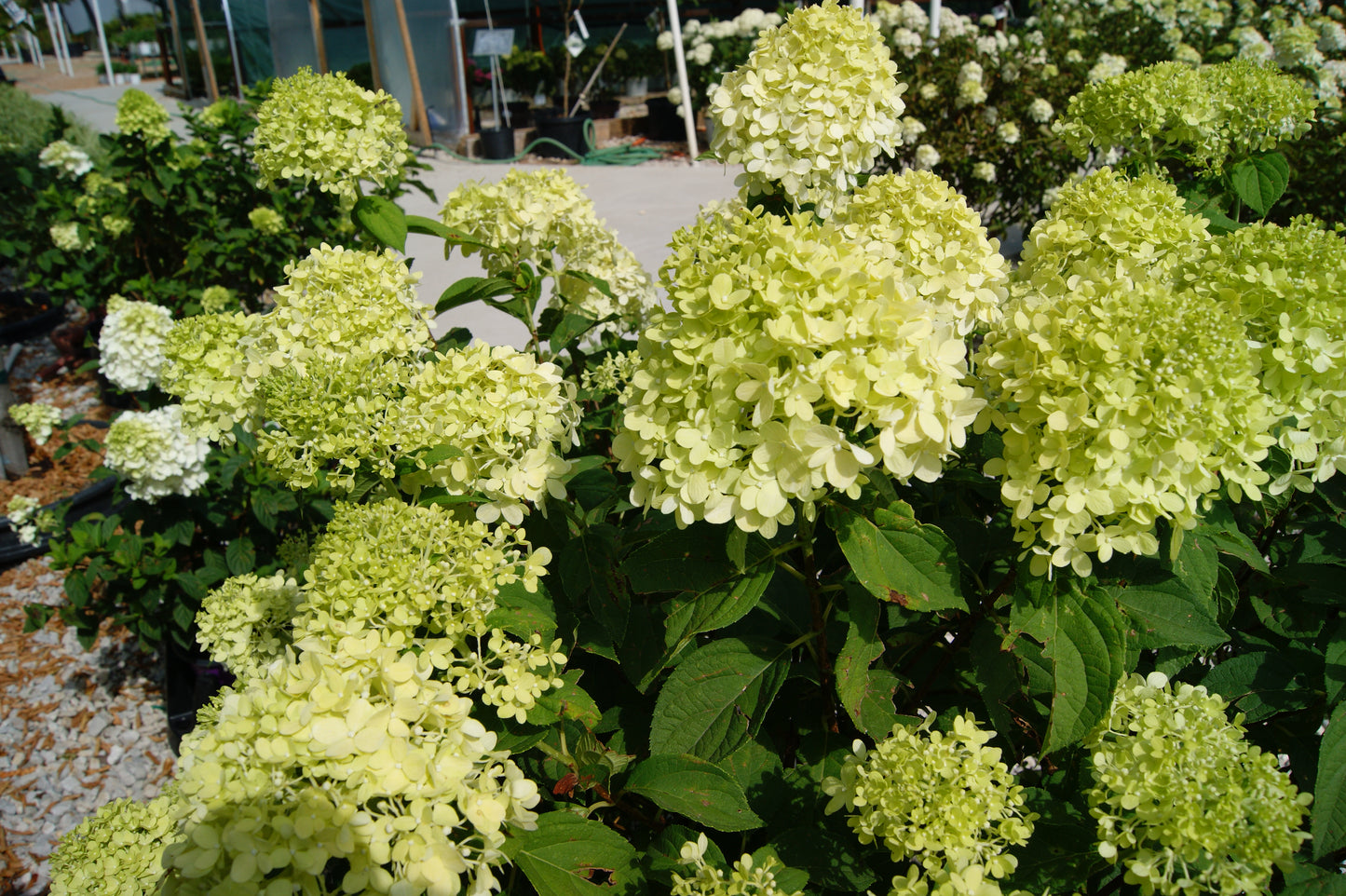 Hydrangea paniculata 'Limelight'