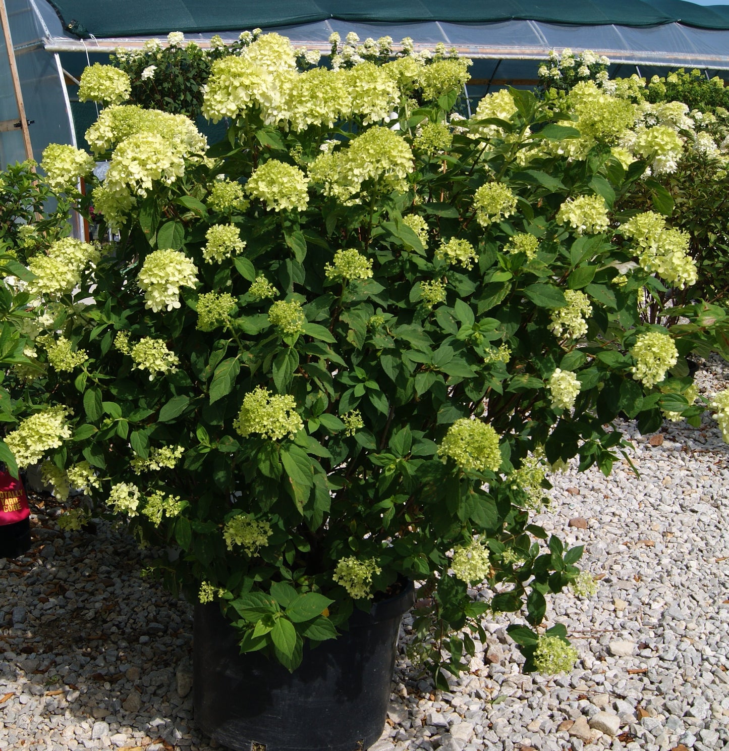 Hydrangea paniculata 'Limelight'